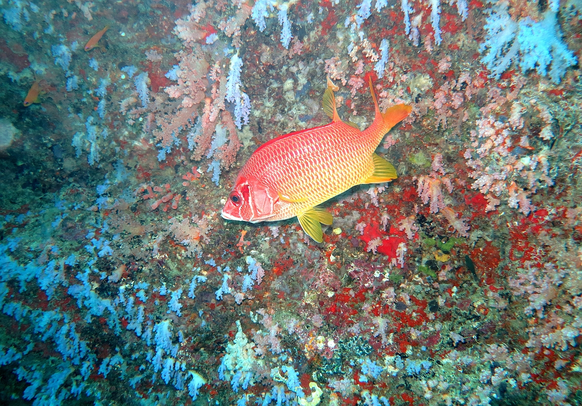 IMG_0639rf_Maldives_Madoogali_Plongee 5_Kiru thila_Marignan sabre_Sargocentron spiniferum.jpg